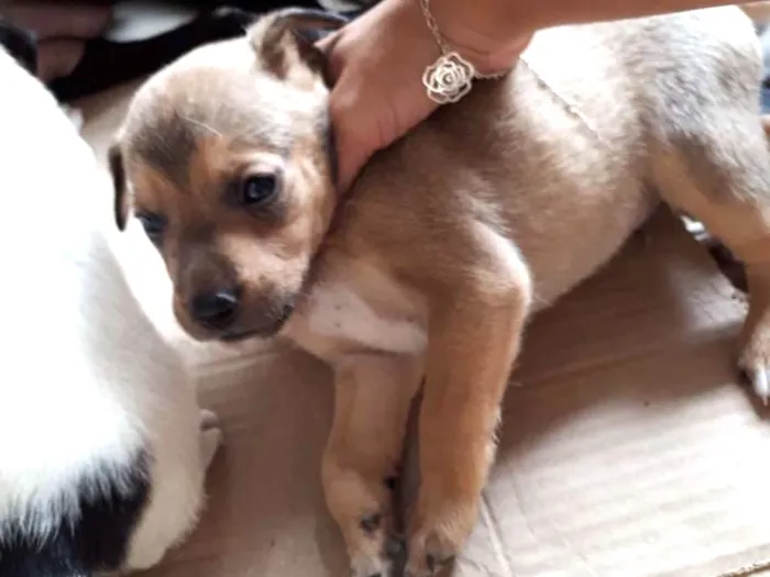 Cachorro ra a Vira lata  idade Abaixo de 2 meses nome Não tem nome