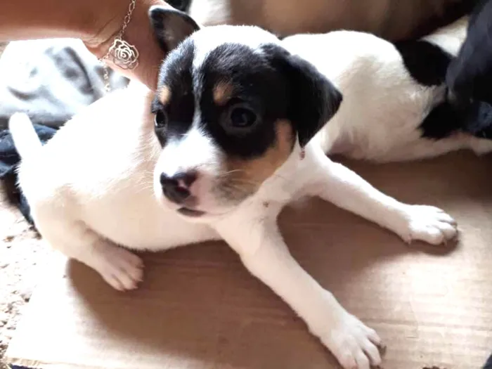 Cachorro ra a Vira lata  idade Abaixo de 2 meses nome Não tem nome 