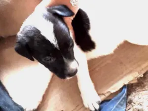 Cachorro raça Vira lata  idade Abaixo de 2 meses nome Não tem nome 