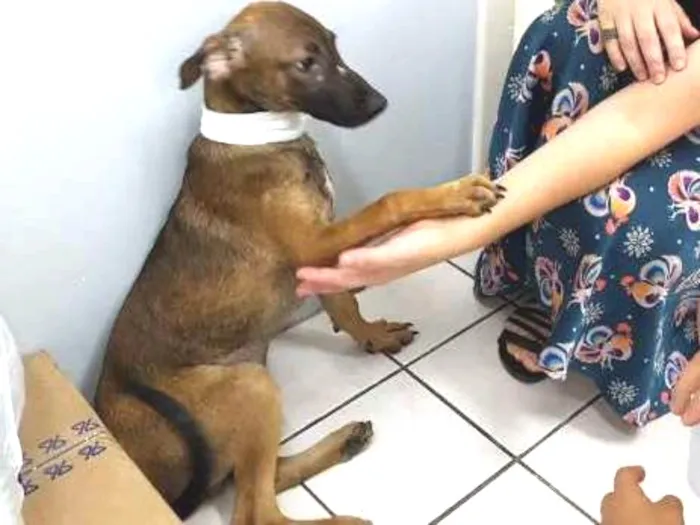 Cachorro ra a SRD idade 2 a 6 meses nome Van Gogh