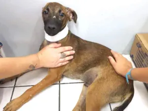 Cachorro raça SRD idade 2 a 6 meses nome Van Gogh