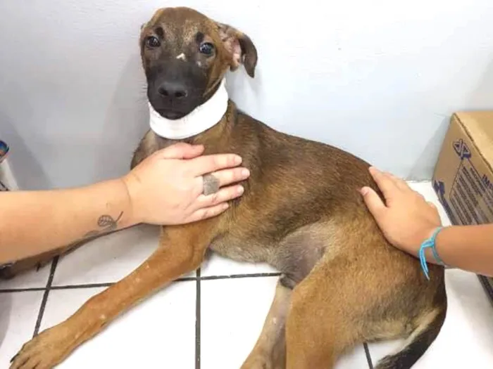 Cachorro ra a SRD idade 2 a 6 meses nome Van Gogh