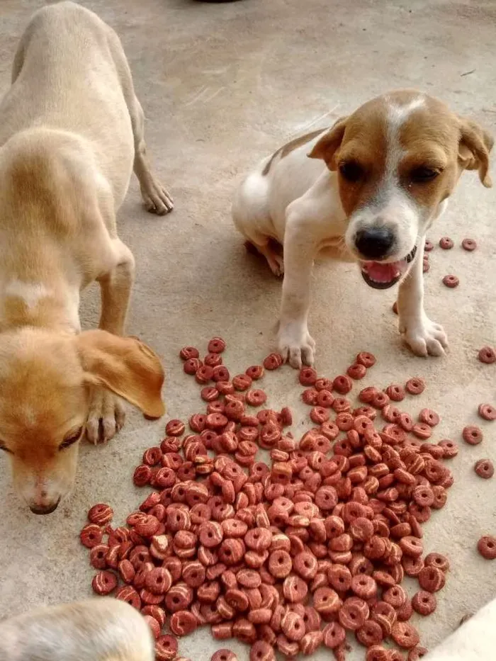 Cachorro ra a Vira latas idade  nome Não ten