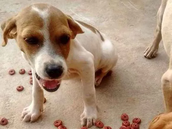 Cachorro ra a Vira latas idade  nome Não ten
