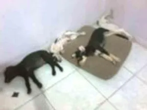 Cachorro raça SRD idade 2 a 6 meses nome não tem