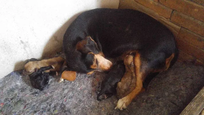 Cachorro ra a Parece uma linguicinha idade 6 ou mais anos nome Shalala