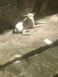 Cachorro raça Vira lata  idade 1 ano nome Bob 