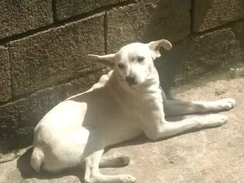 Cachorro raça Vira lata  idade 1 ano nome Bob 