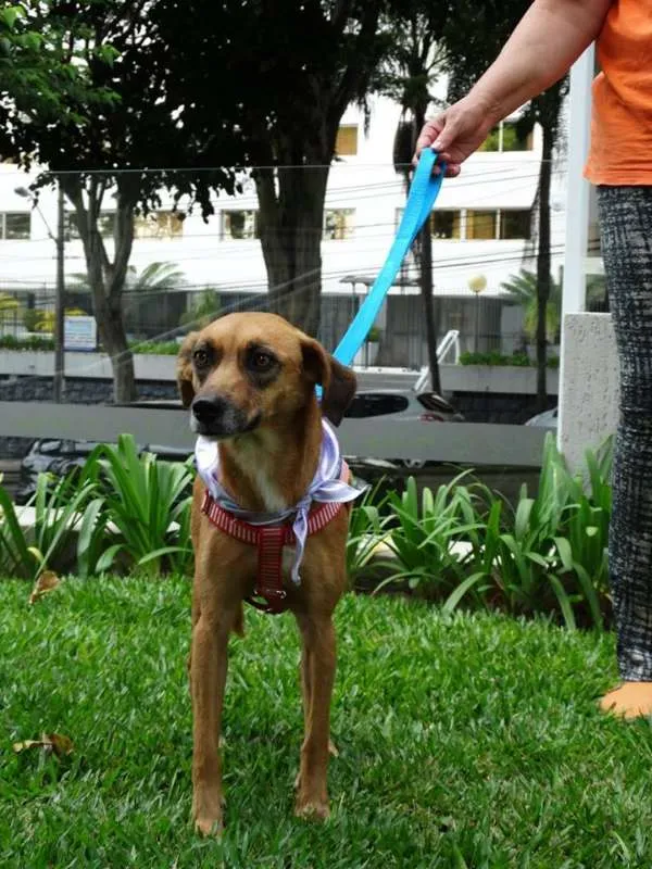 Cachorro ra a SRD idade 2 anos nome Serena