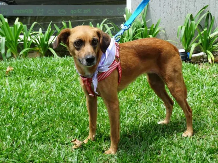 Cachorro ra a SRD idade 2 anos nome Serena