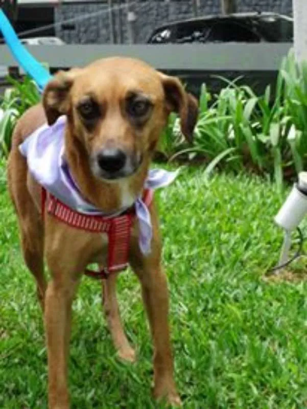 Cachorro ra a SRD idade 2 anos nome Serena