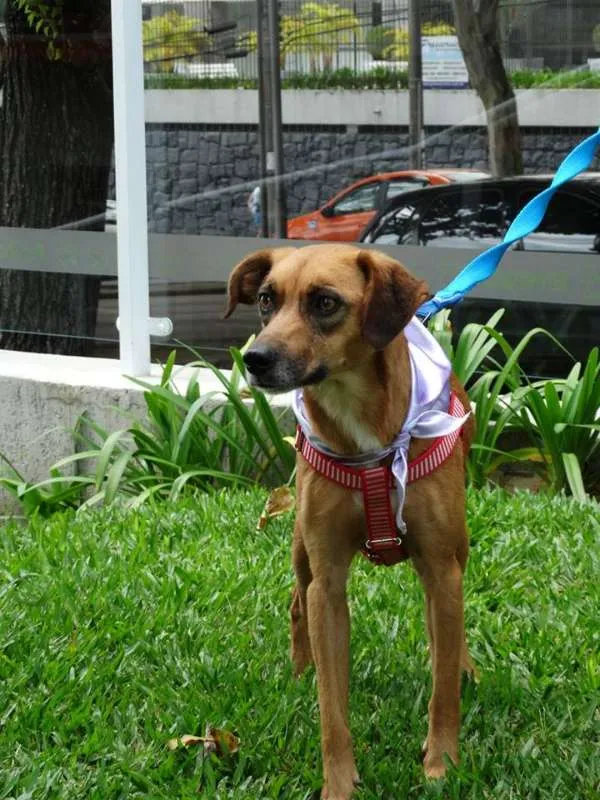Cachorro ra a SRD idade 2 anos nome Serena