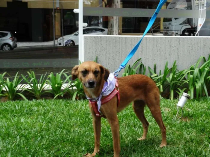 Cachorro ra a SRD idade 2 anos nome Serena