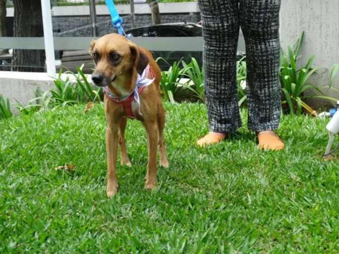 Cachorro ra a SRD idade 2 anos nome Serena