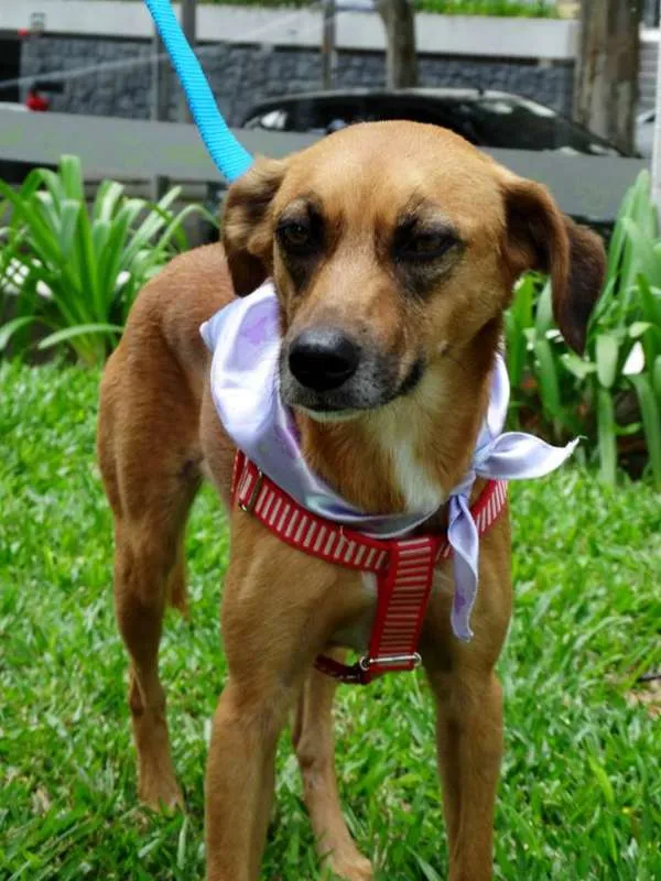 Cachorro ra a SRD idade 2 anos nome Serena