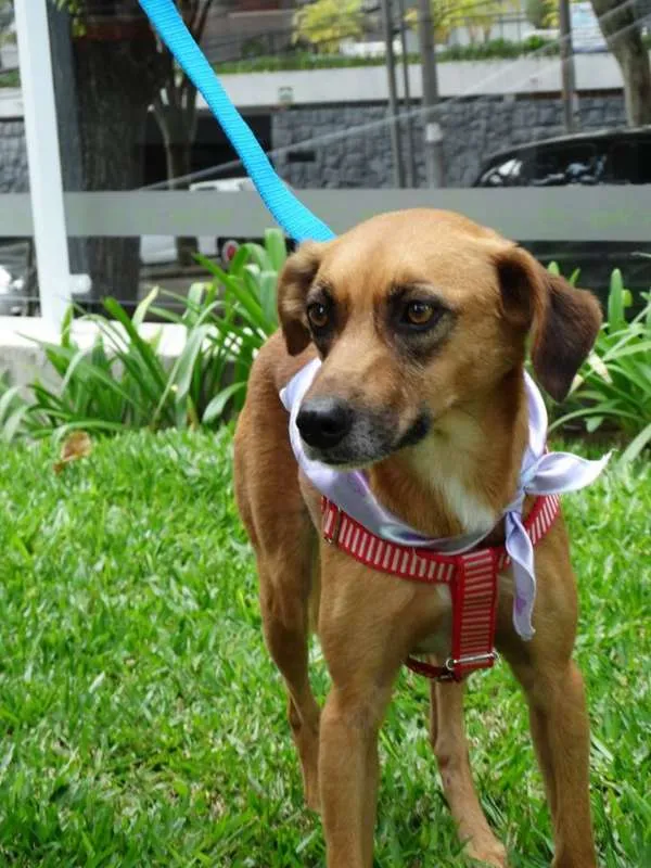 Cachorro ra a SRD idade 2 anos nome Serena
