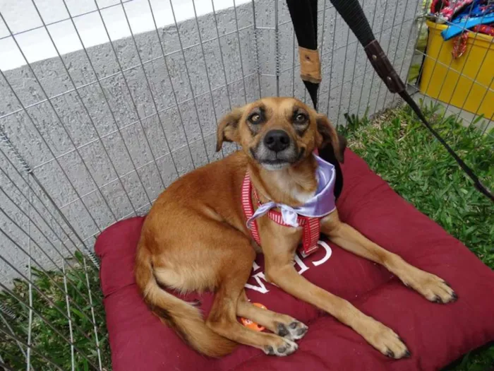 Cachorro ra a SRD idade 2 anos nome Serena