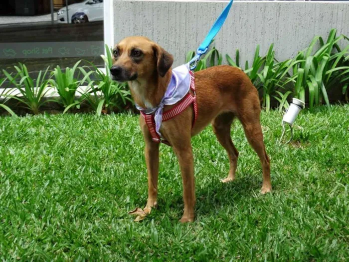 Cachorro ra a SRD idade 2 anos nome Serena
