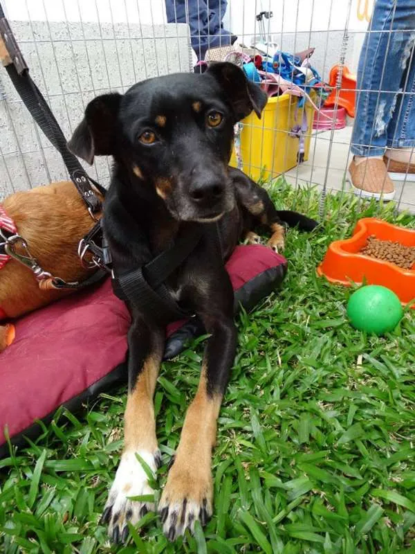 Cachorro ra a srd idade 2 anos nome Lorena