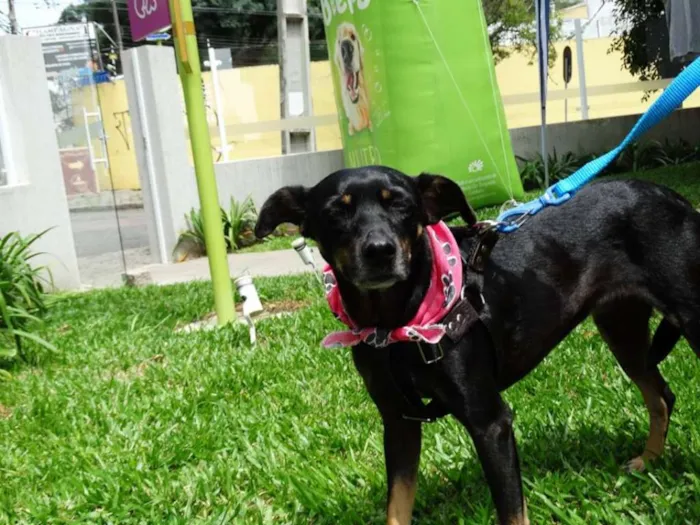 Cachorro ra a srd idade 2 anos nome Lorena