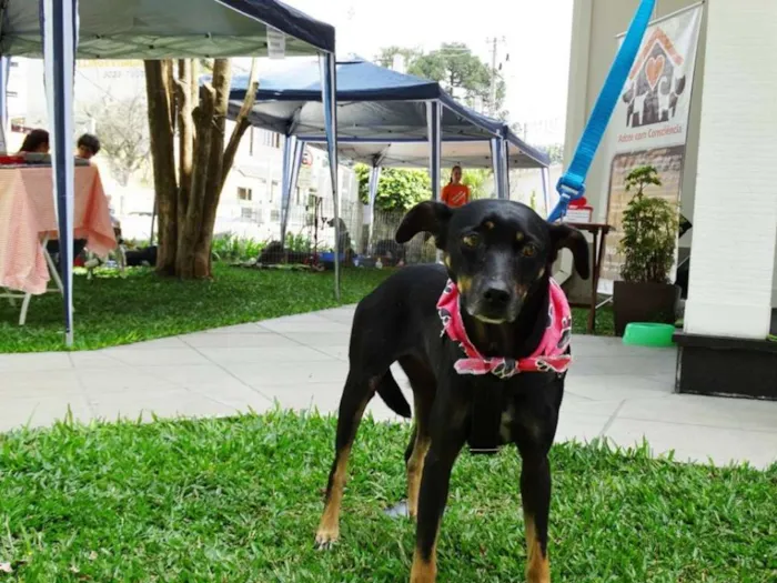 Cachorro ra a srd idade 2 anos nome Lorena