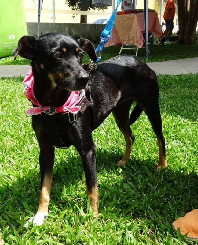 Cachorro ra a srd idade 2 anos nome Lorena