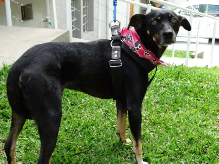 Cachorro ra a srd idade 2 anos nome Lorena
