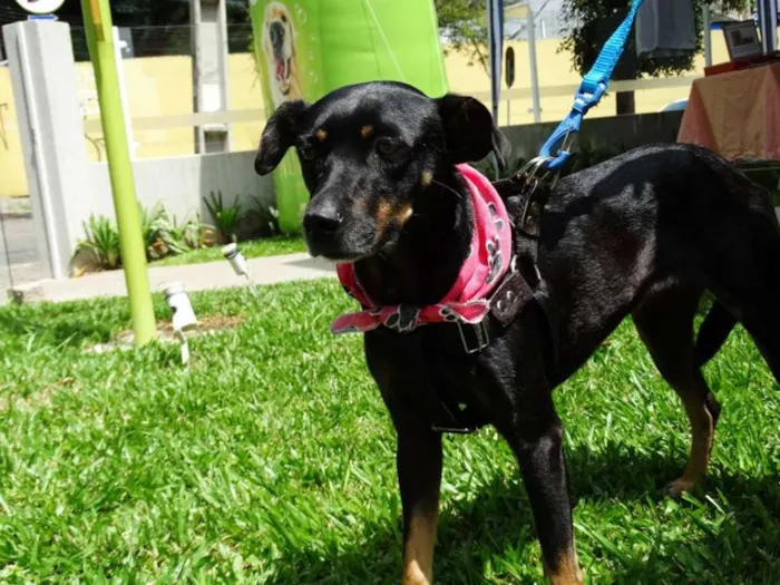 Cachorro ra a srd idade 2 anos nome Lorena