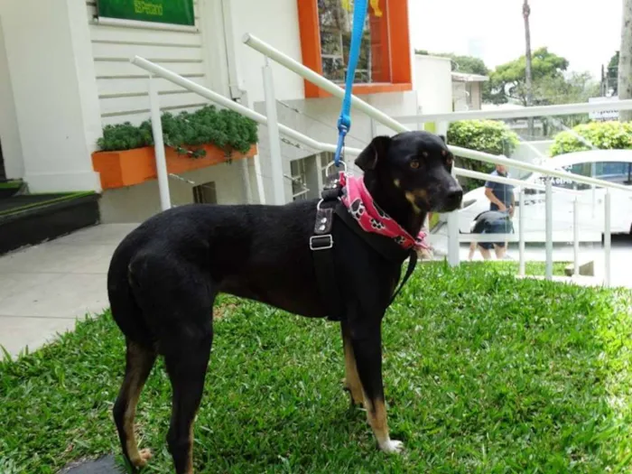Cachorro ra a srd idade 2 anos nome Lorena