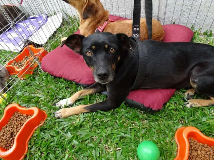 Cachorro ra a srd idade 2 anos nome Lorena