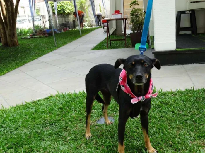 Cachorro ra a srd idade 2 anos nome Lorena