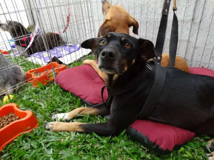 Cachorro ra a srd idade 2 anos nome Lorena