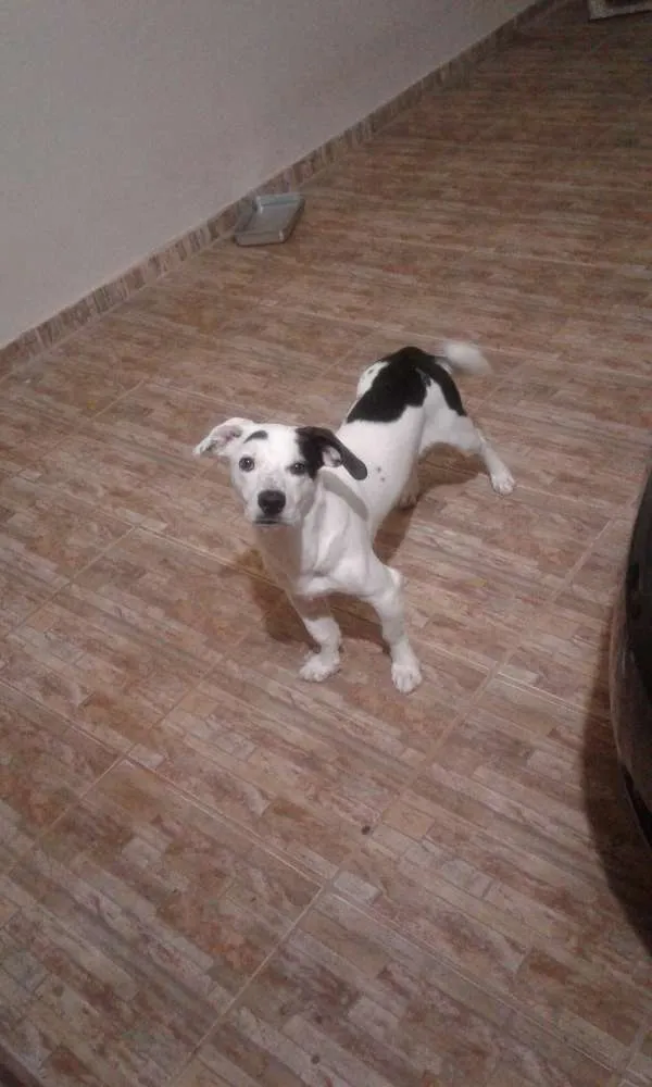 Cachorro ra a Salsicha  idade 1 ano nome Jack