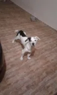 Jack