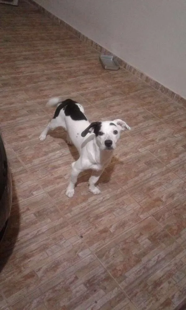 Cachorro ra a Salsicha  idade 1 ano nome Jack