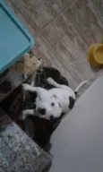 Jack