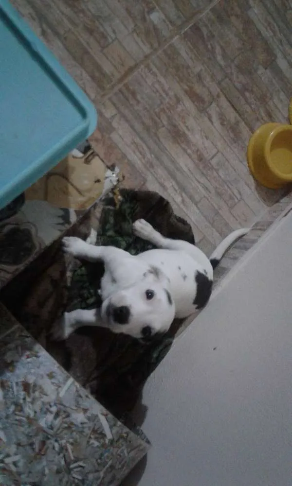 Cachorro ra a Salsicha  idade 1 ano nome Jack