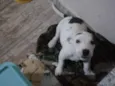 Jack