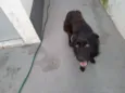 Bruce