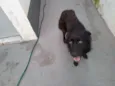 Bruce