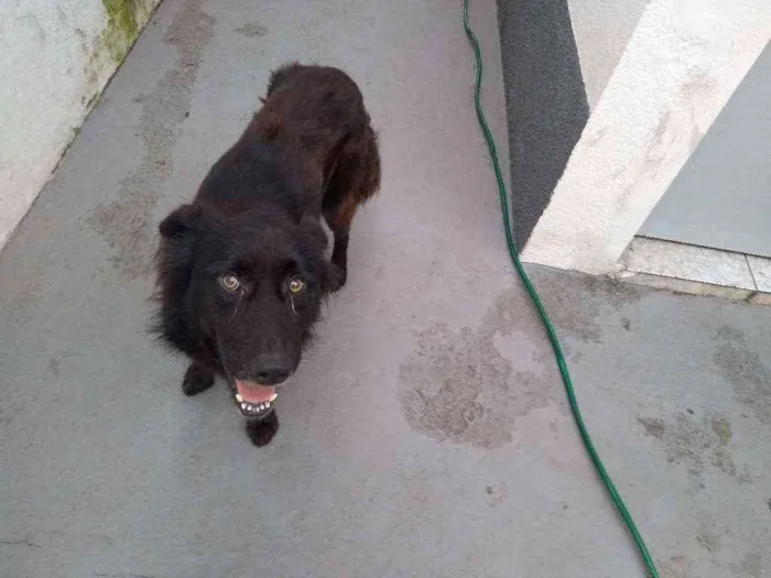 Cachorro ra a SRD idade 4 anos nome Bruce