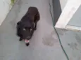 Bruce