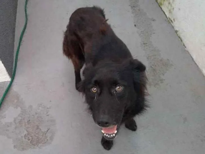 Cachorro ra a SRD idade 4 anos nome Bruce