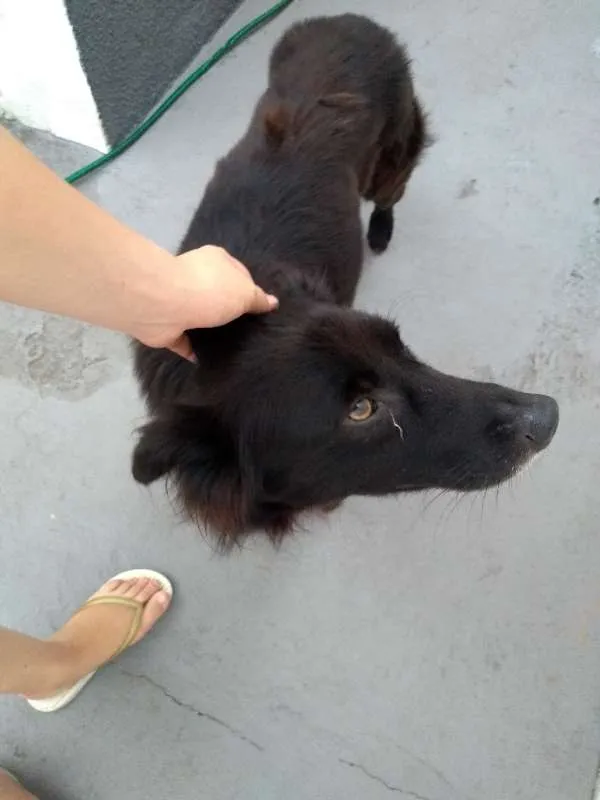 Cachorro ra a SRD idade 4 anos nome Bruce