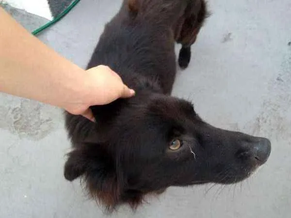 Cachorro ra a SRD idade 4 anos nome Bruce
