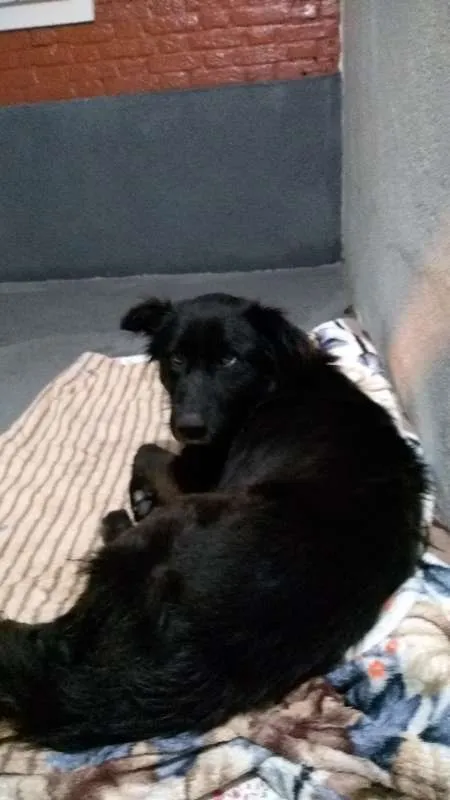 Cachorro ra a SRD idade 4 anos nome Bruce