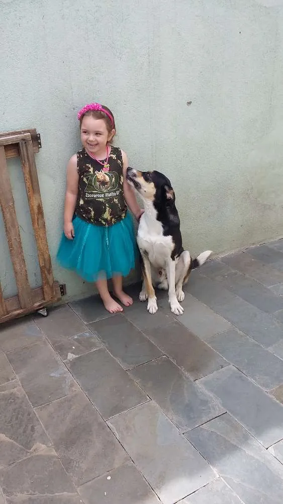 Cachorro raça boder colie não puro idade 1 ano nome Marley