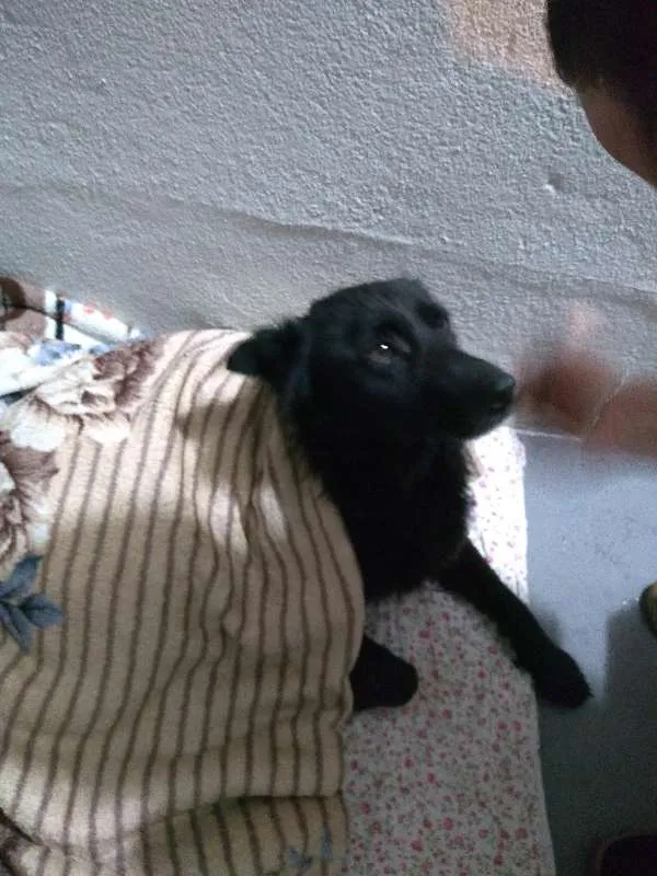Cachorro ra a SRD idade 4 anos nome Bruce