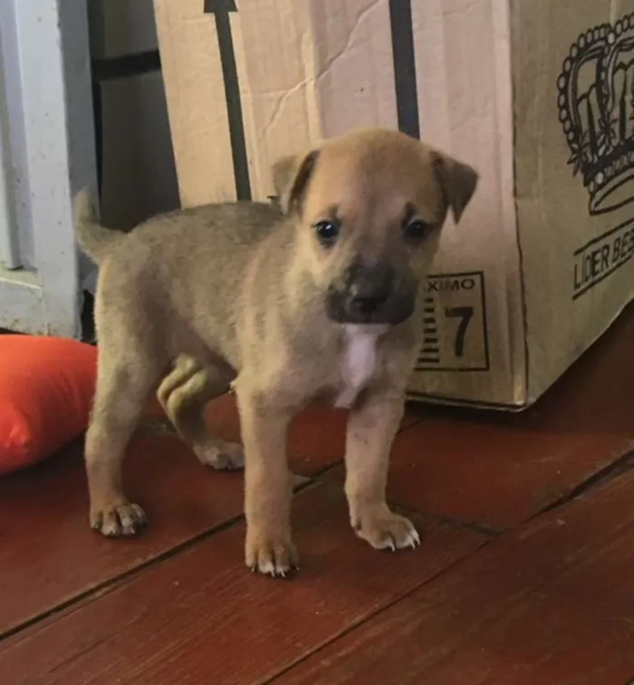 Cachorro ra a vira lata com Australiano idade Abaixo de 2 meses nome sem nome ainda