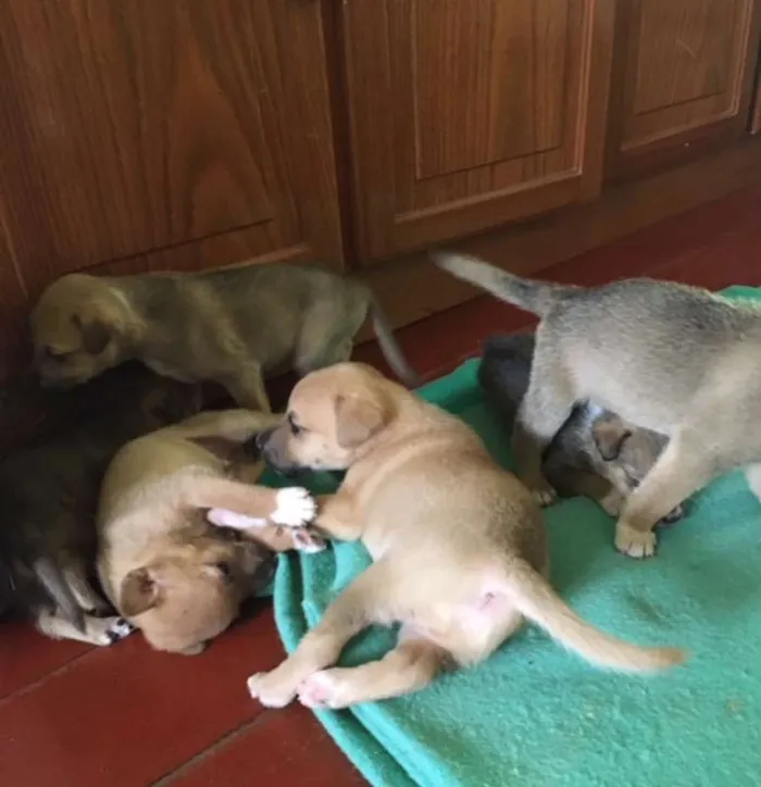 Cachorro ra a vira lata com Australiano idade Abaixo de 2 meses nome sem nome ainda